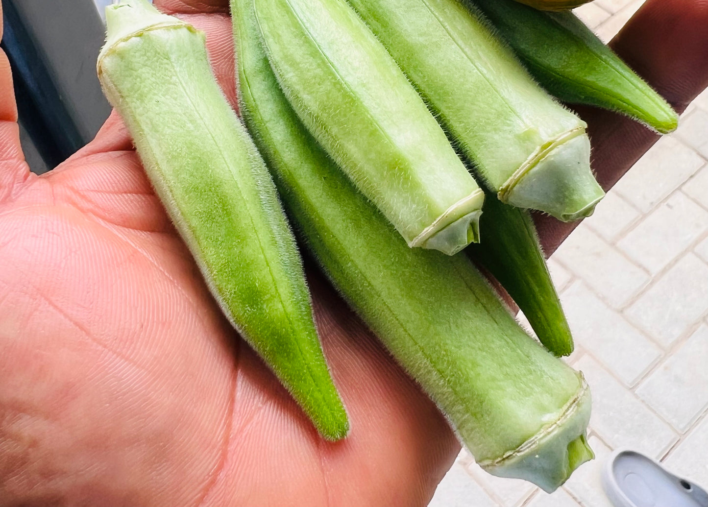 Okro Seeds