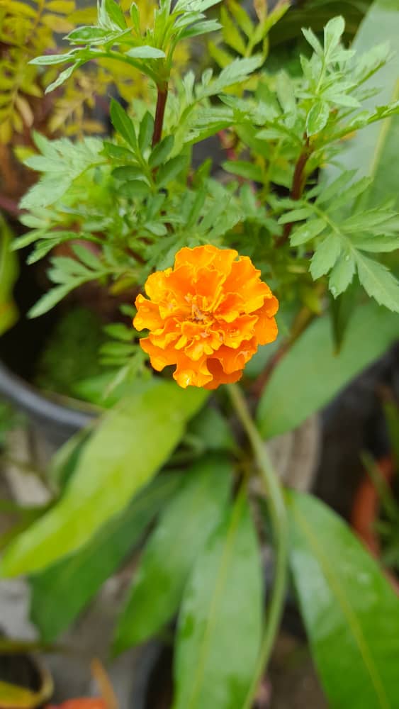 Hawaii Orange Marigold Seeds