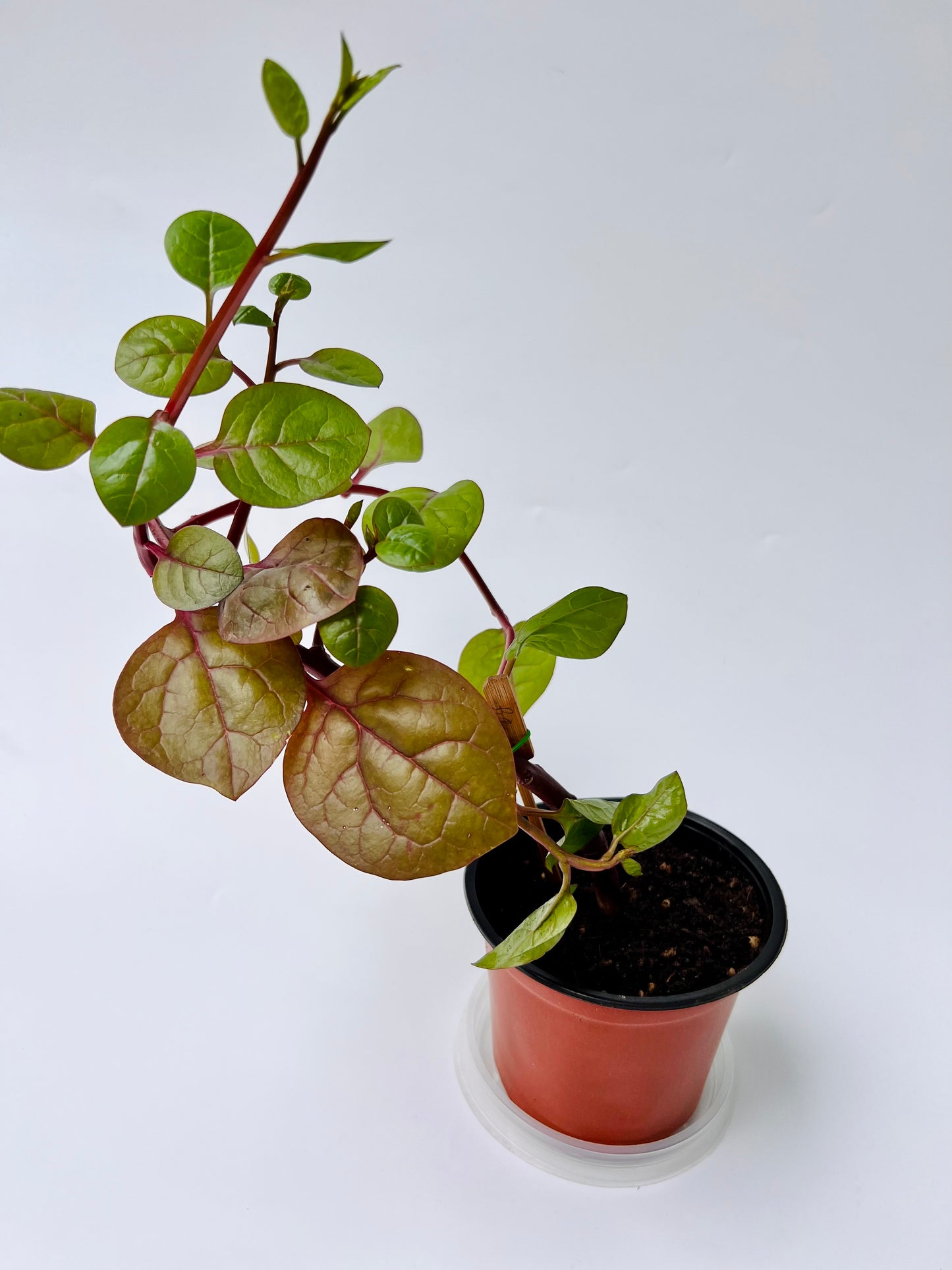 Malabar Spinach seedling