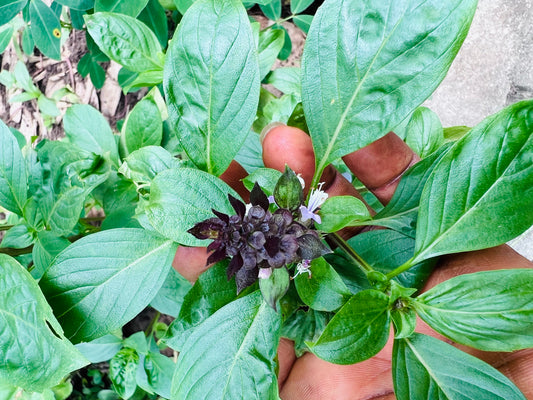 Siam Queen Thai Basil Seeds