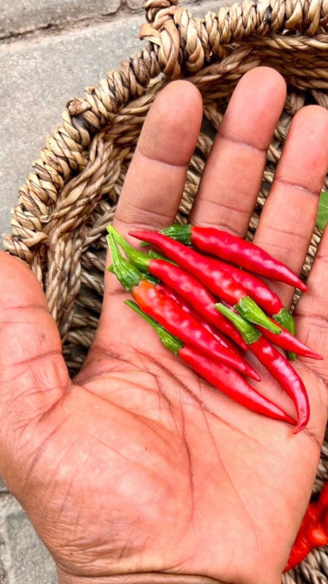 Thai Chili Pepper seeds