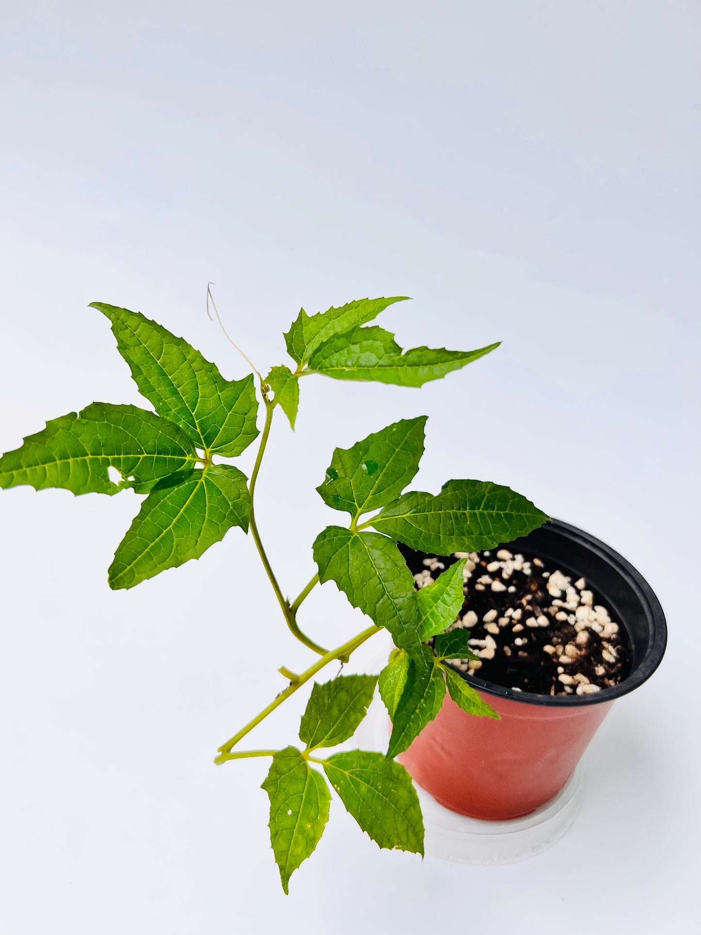 Ugu(Fluted Pumpkin) seedling