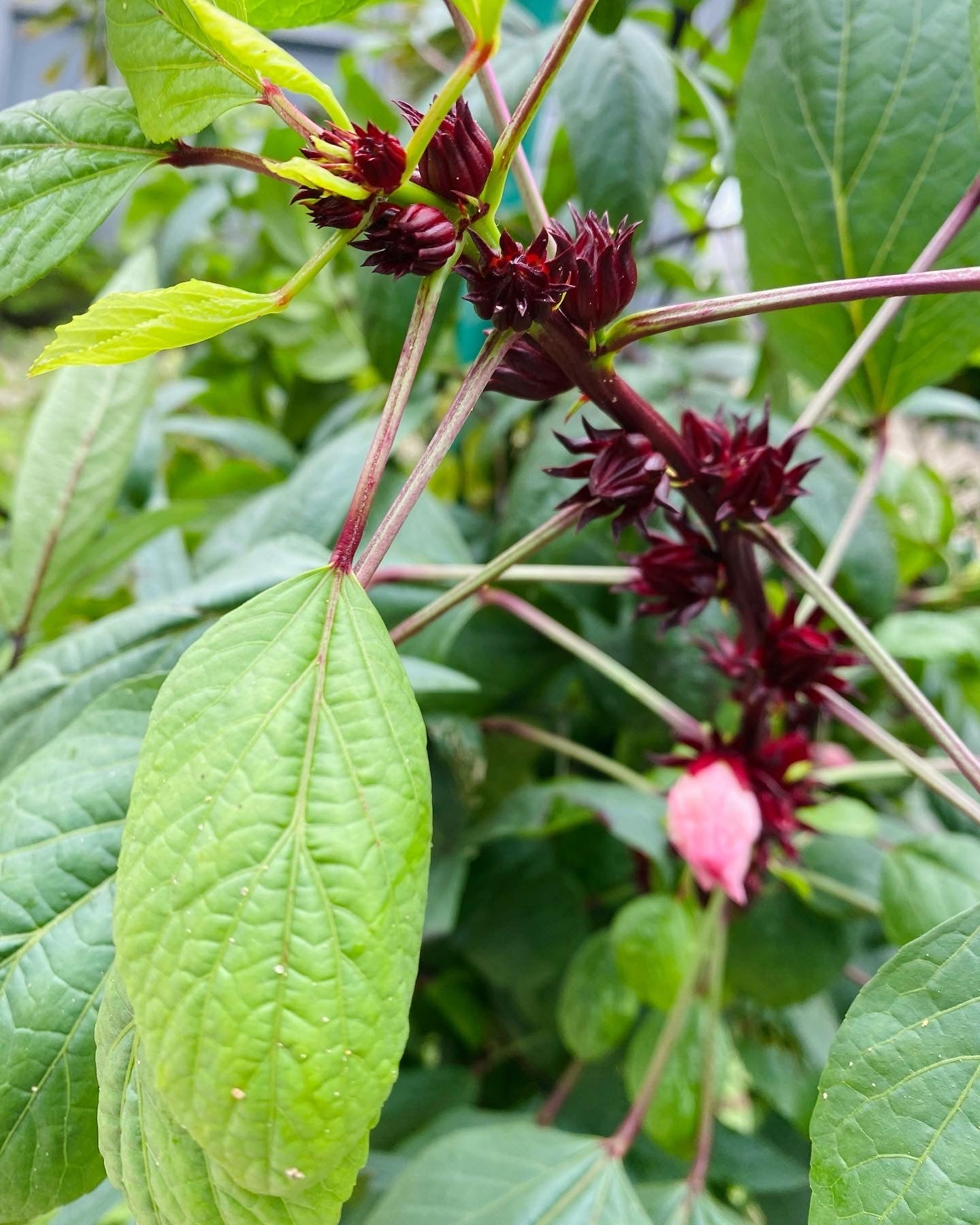 Roselle Hibiscus (Zobo) Seeds