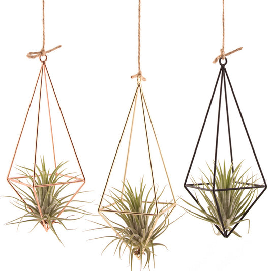 Air Plants Hangers