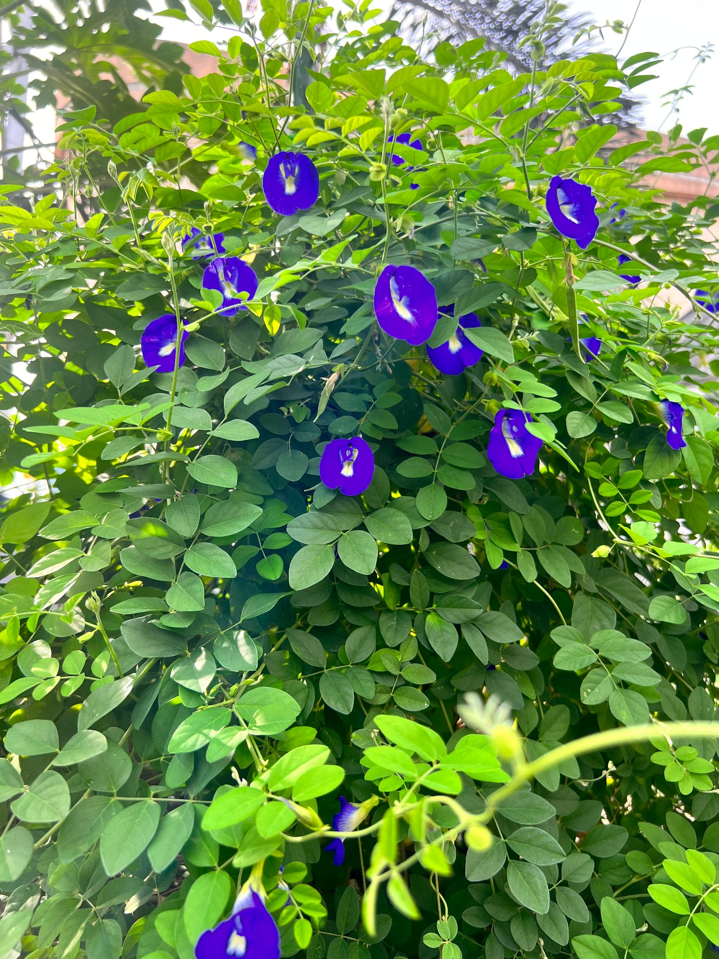 Blue butterfly pea flowers