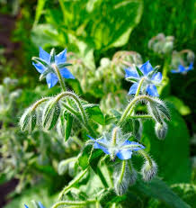 Borage Seeds