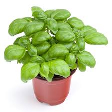 Genovese Basil Seedling