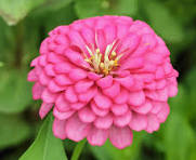 Common Zinnia Seeds