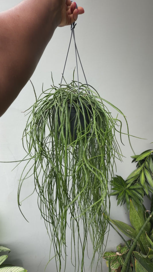 Rhipsalis Floccosa in a hanging pot