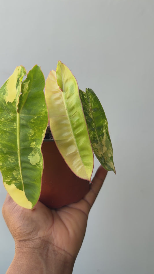 Variegated Philodendron billietiae