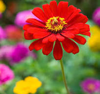 Common Zinnia Seeds