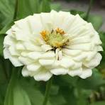 Common Zinnia Seeds