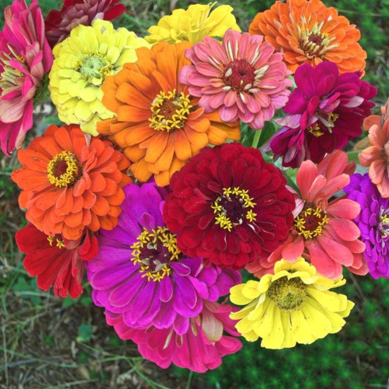 Common Zinnia Seeds